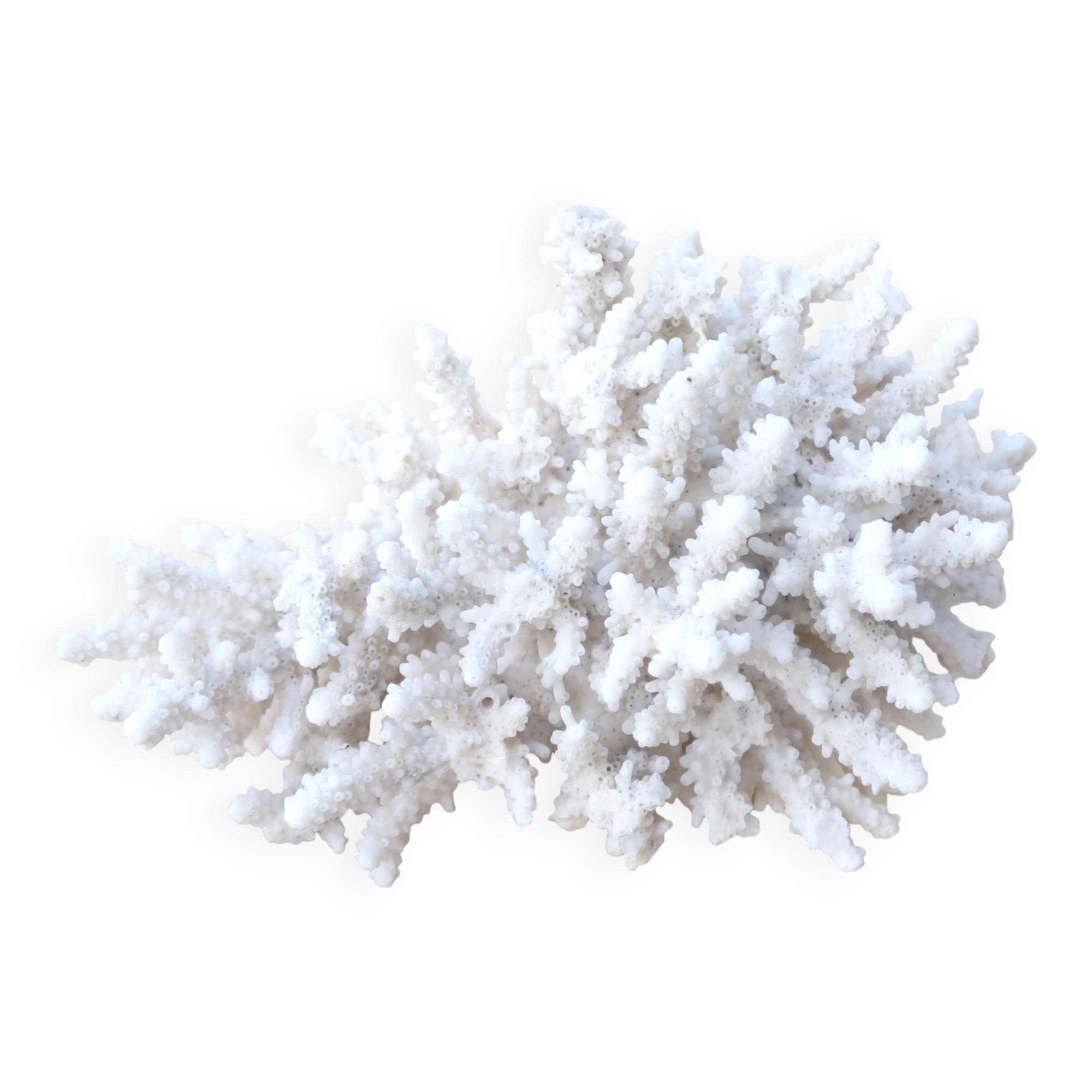 Natural white coral cabinet of curiosities, 1970s