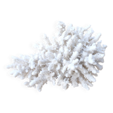 Natural white coral cabinet of curiosities, 1970s