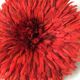 Jujuhat rouge 50 cm