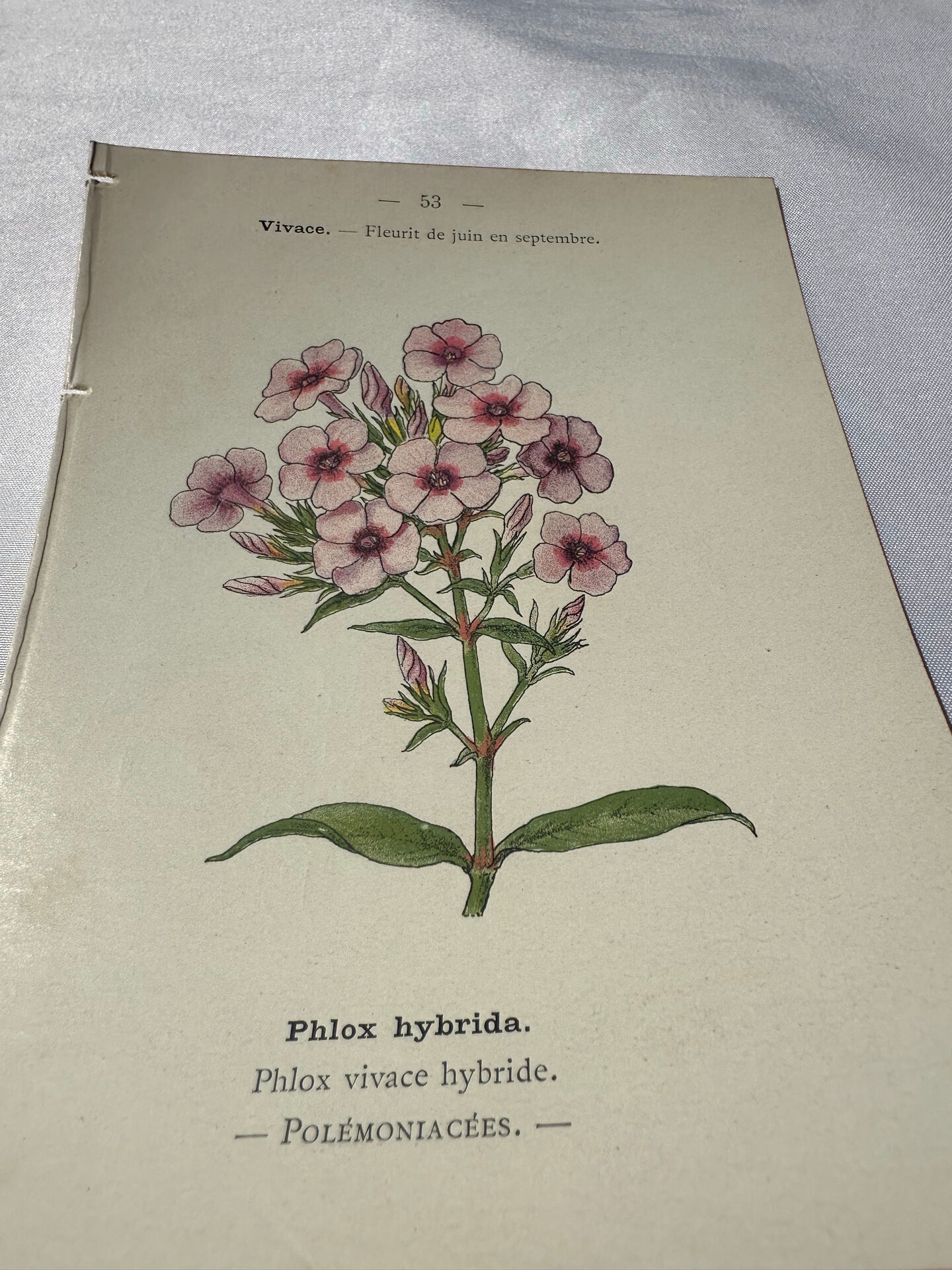 🌿 Botanical Plate Old Naturalist Engraving 19th Century Double-Sided