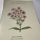 🌿 Botanical Plate Old Naturalist Engraving 19th Century Double-Sided
