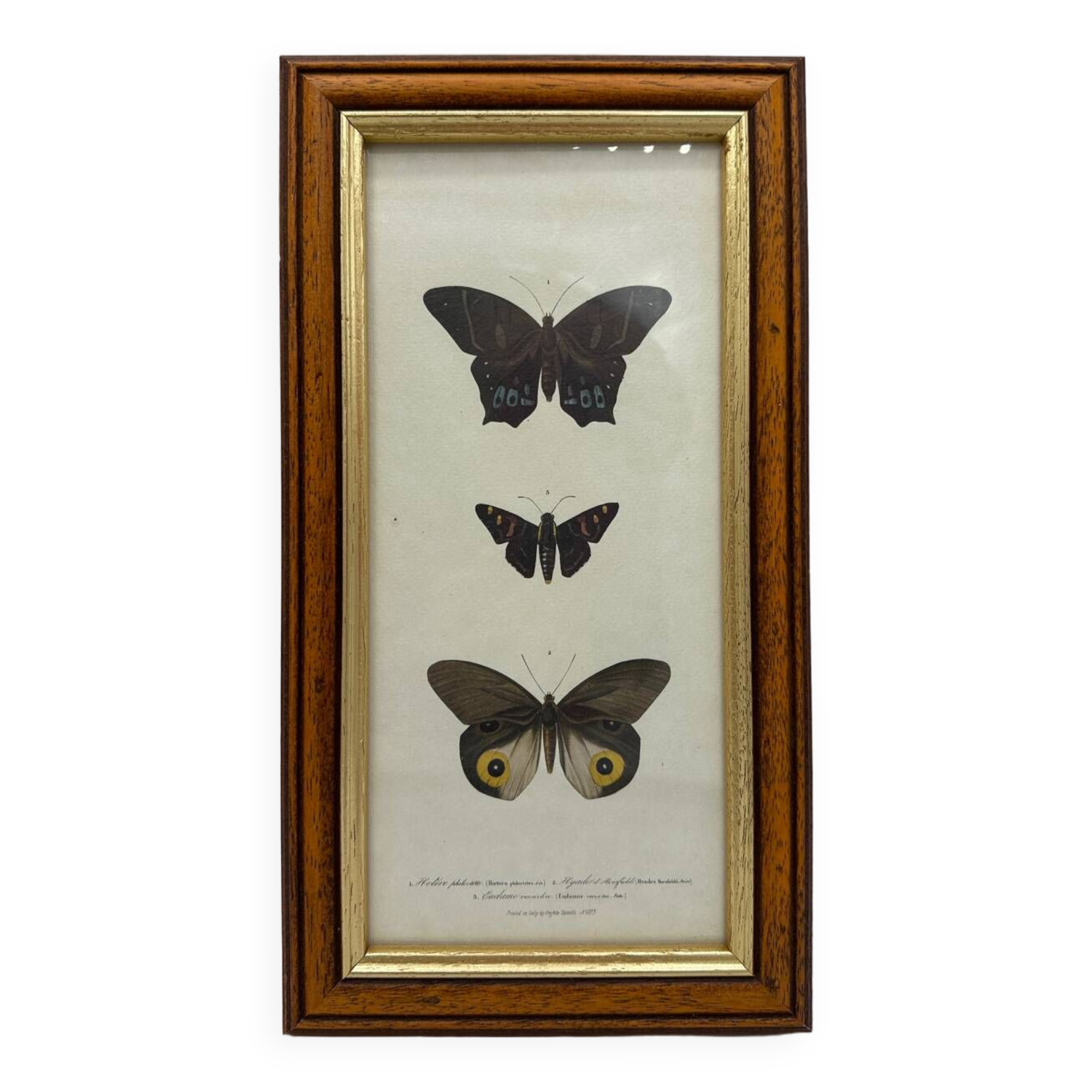 Old butterflies lithograph