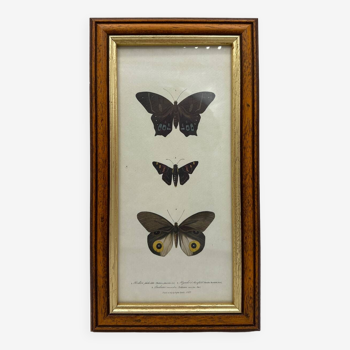 Old butterflies lithograph