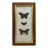 Old butterflies lithograph