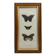 Old butterflies lithograph