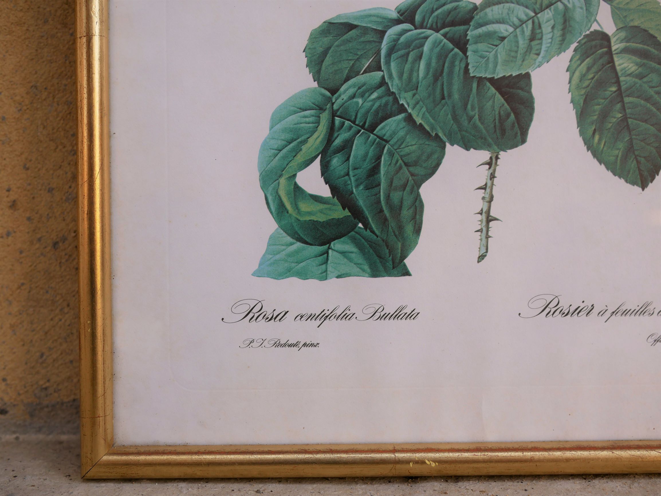 Vintage botanical poster "Rosa Centifolia Bullata" by P.J.Redouté