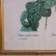 Vintage botanical poster "Rosa Centifolia Bullata" by P.J.Redouté