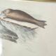 Zoological board engraving Buffon otter and beaver from Canada gilded wood frame