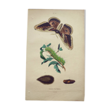Gravure de 1839 - Papillon Saturnie Poirier- Planche zoologique coloriée à la main