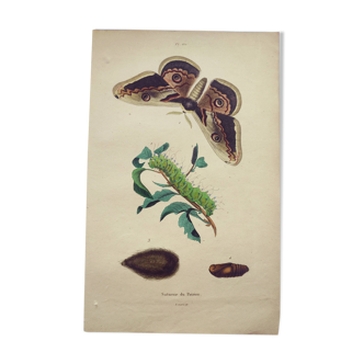 Antique engraving from 1839 -Pear Tree Saturnia Butterfly- Hand-colored zoological plate. Original