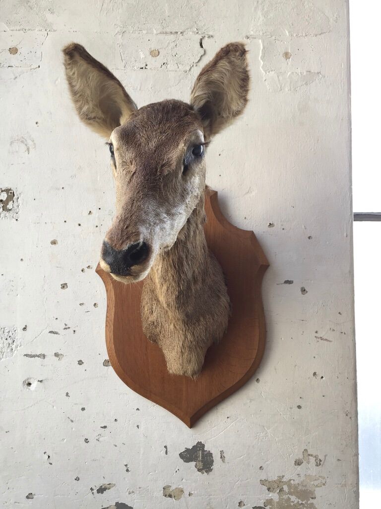 Old deer trophy