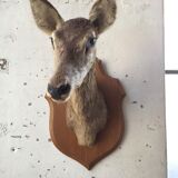 Old deer trophy