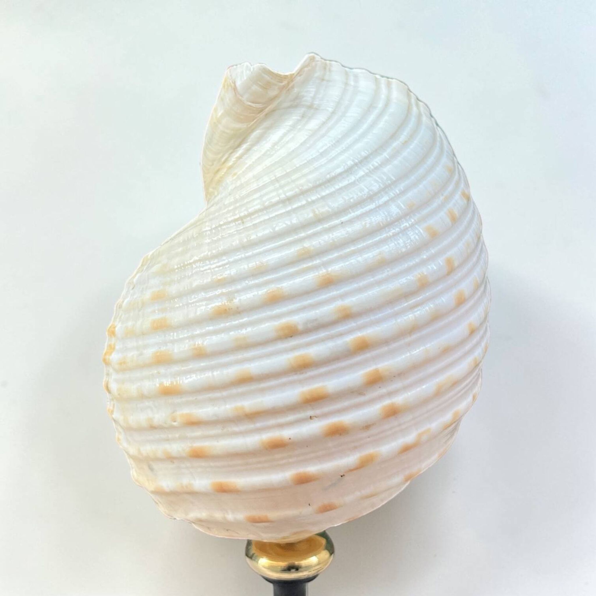 Tonna Galea shell on a turned wooden base, late 19th century curiosities.