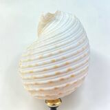 Tonna Galea shell on a turned wooden base, late 19th century curiosities.