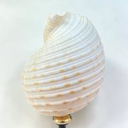 Tonna Galea shell on a turned wooden base, late 19th century curiosities.