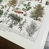 Lithograph on trees from 1928 "poplar"