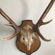 Massacre bois cerf vintage trophée chasse 6 cors