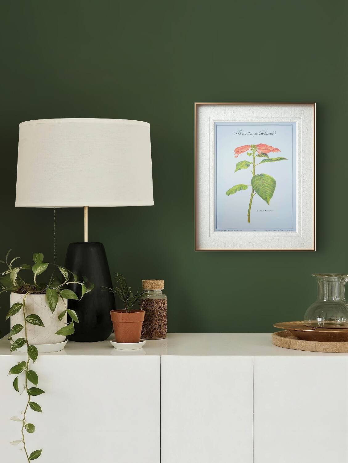 Printed in 1986, the Christmas star. Vintage botanical print.