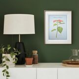 Printed in 1986, the Christmas star. Vintage botanical print.