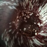 LAMARTINE - White speckled glass, colorless scroll chocolate