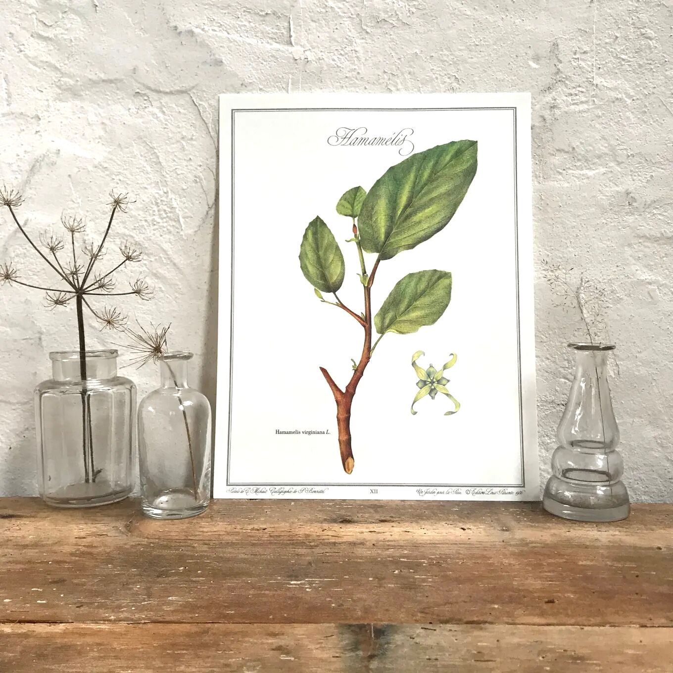 Botanical plank the hammamélis
