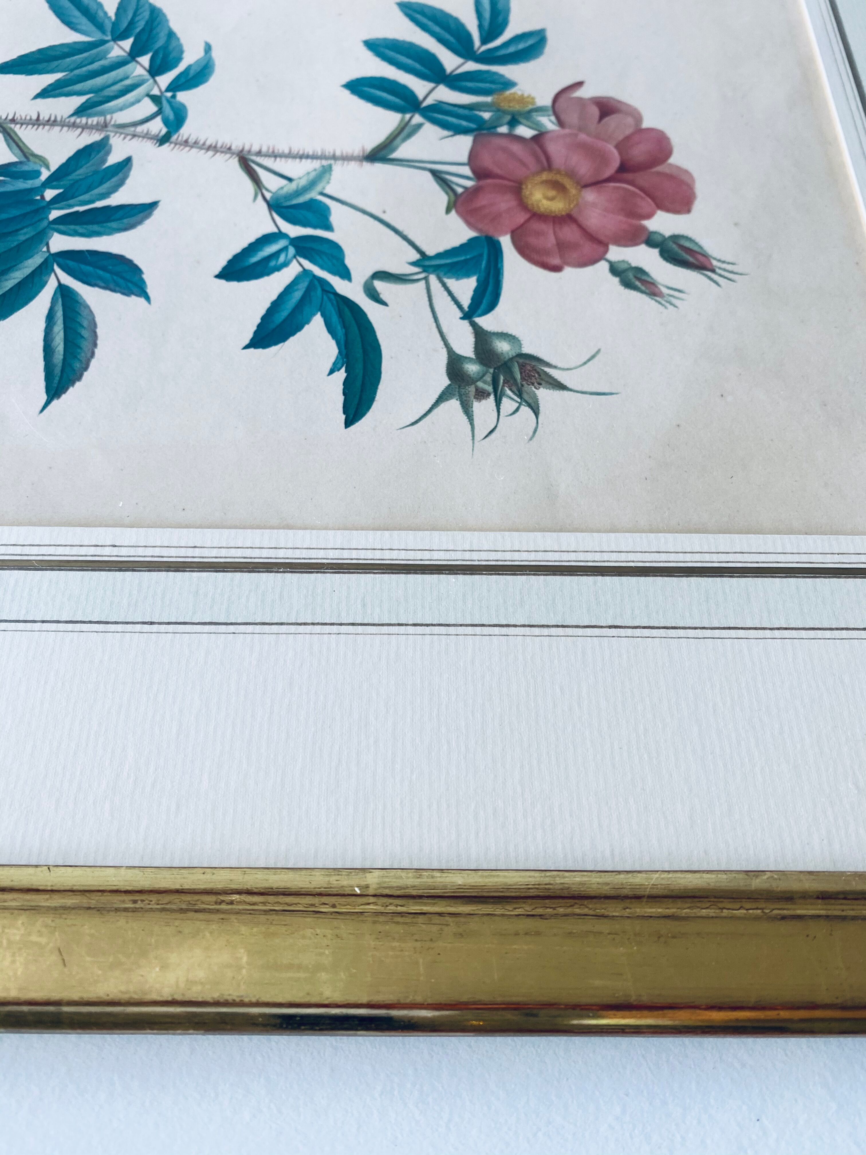 Botanical engraving framed