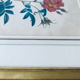 Botanical engraving framed