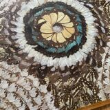 Pair of butterfly wings frames