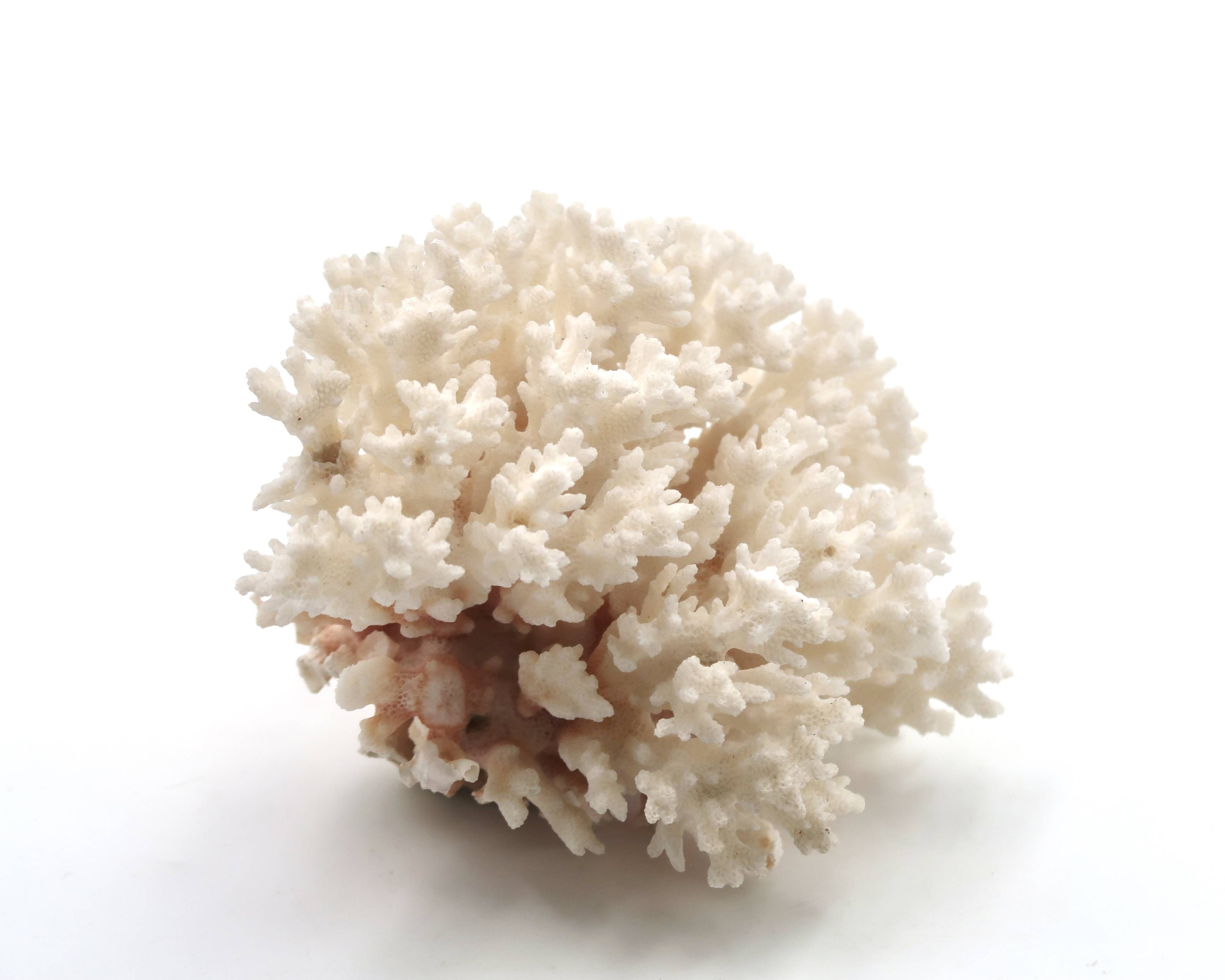 Old branch of white coral, 1970s