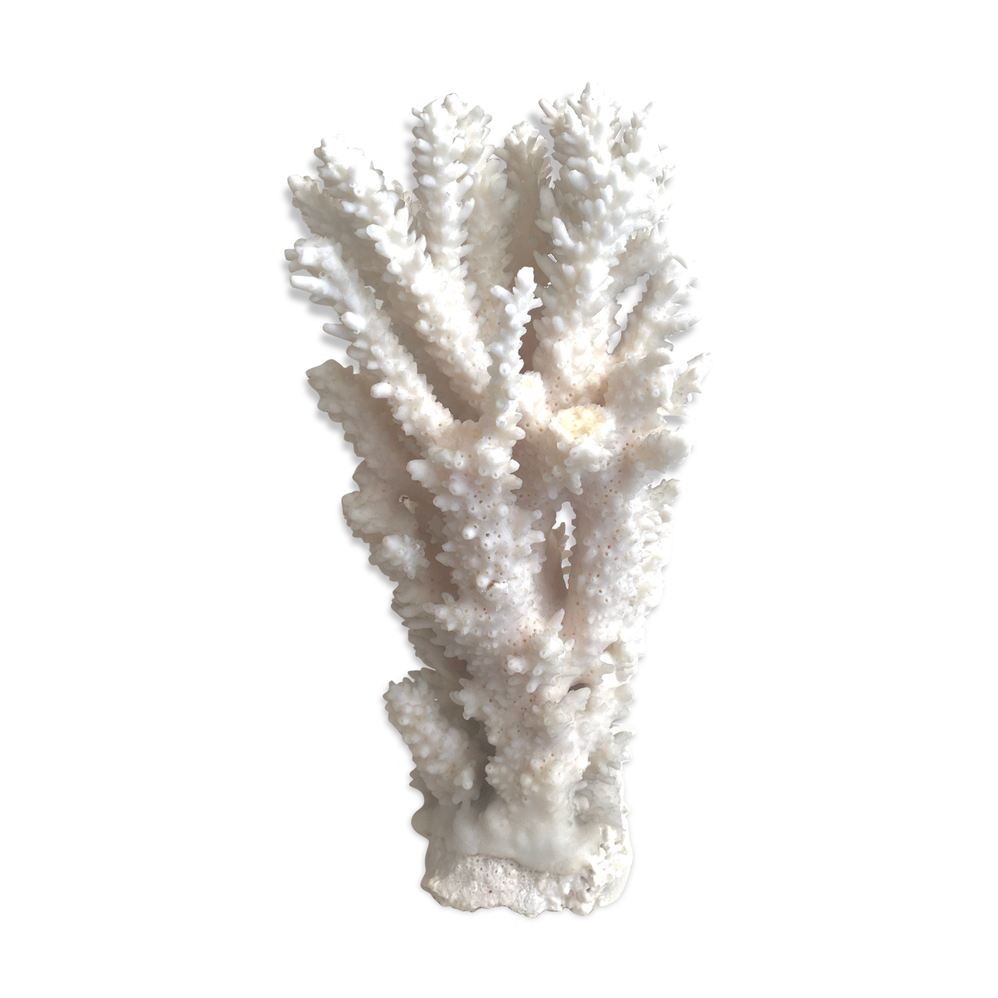 20 cm coral