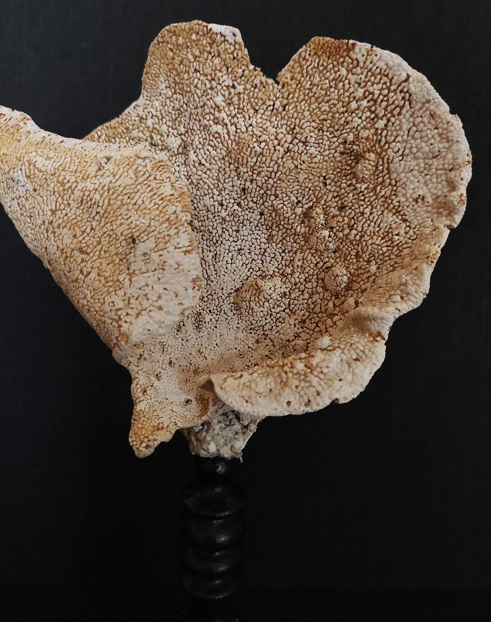 Cabinet of Curiosities sponge carteriospongia foliascens on base