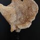 Cabinet of Curiosities sponge carteriospongia foliascens on base