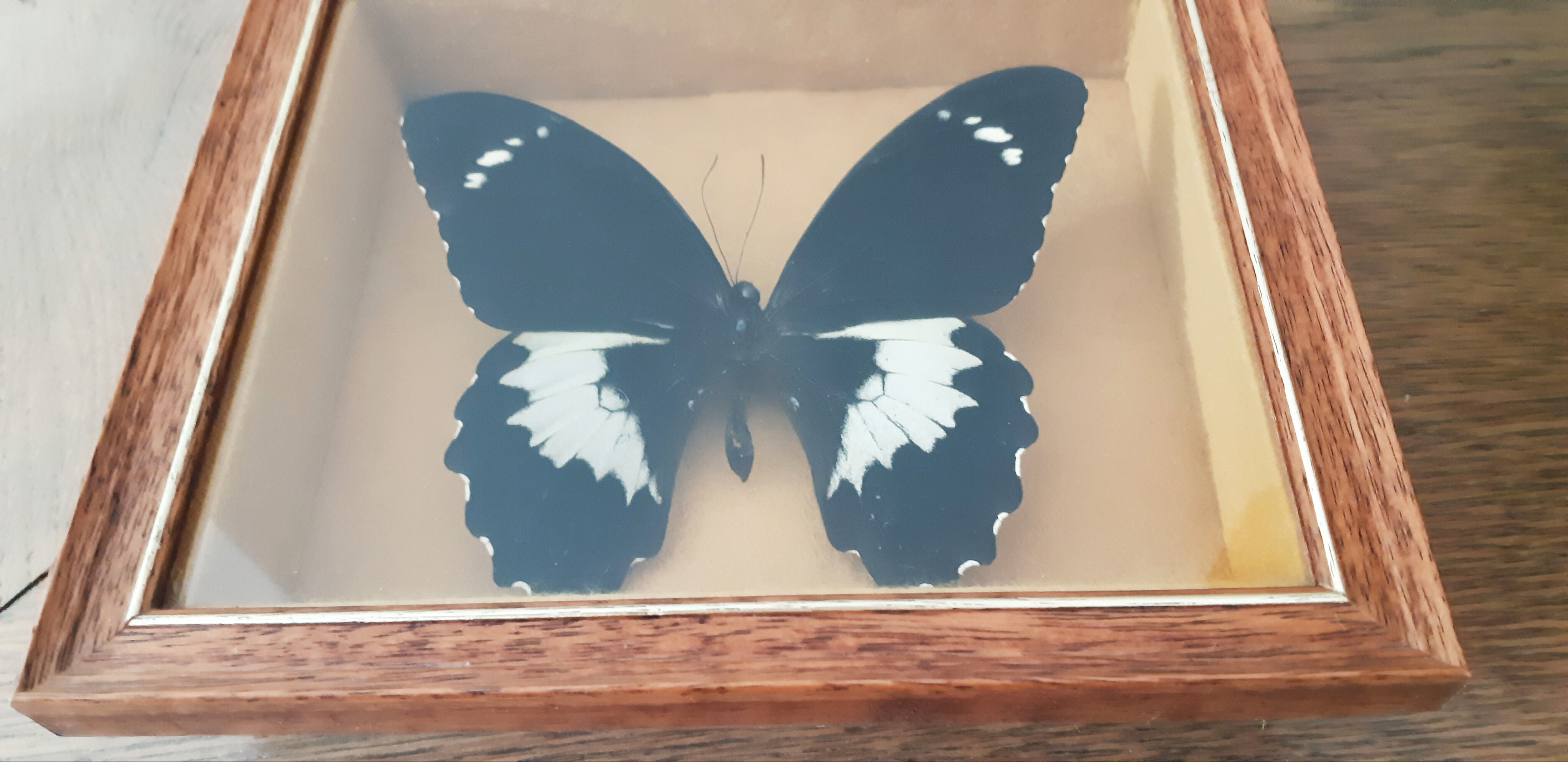 Naturalized butterfly Gambrisius under glass