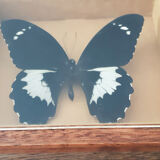 Naturalized butterfly Gambrisius under glass