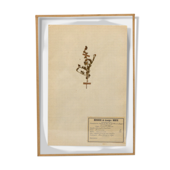 George Bert Herbarium