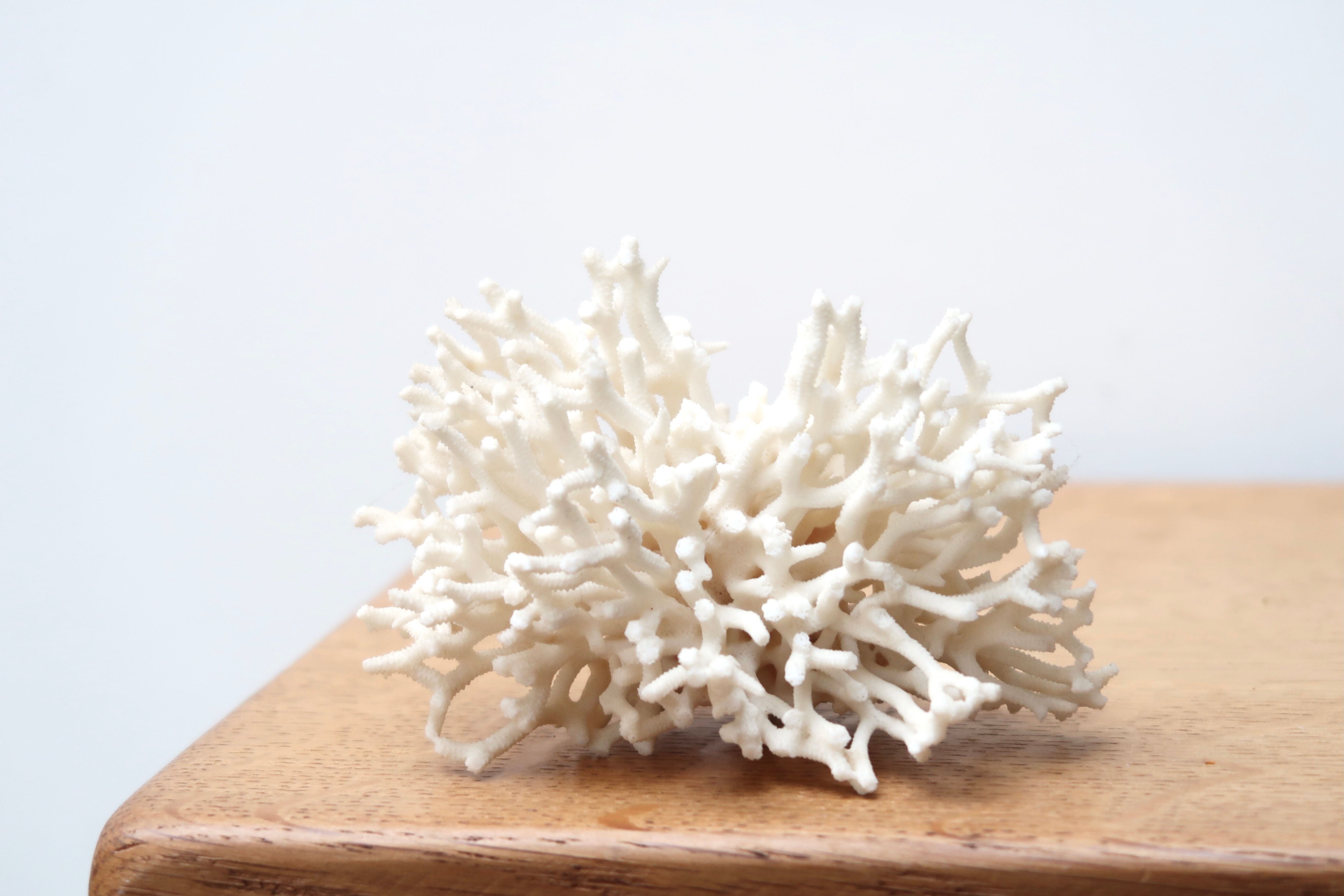 Branche de corail blanc années 70