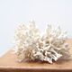 Branche de corail blanc années 70