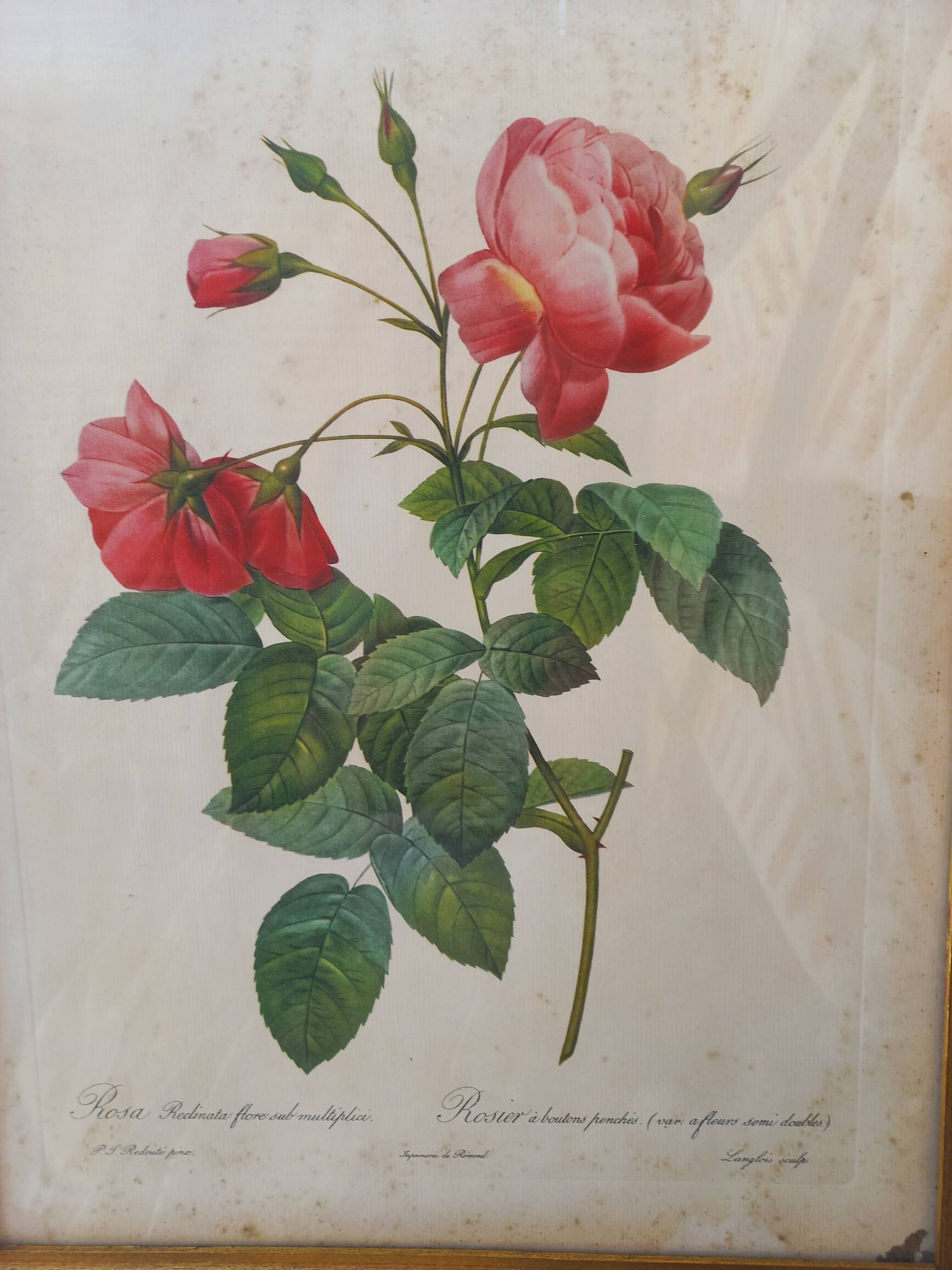 Redouté pink botanical board painting