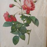 Redouté pink botanical board painting