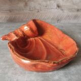 Empty pocket shell coral