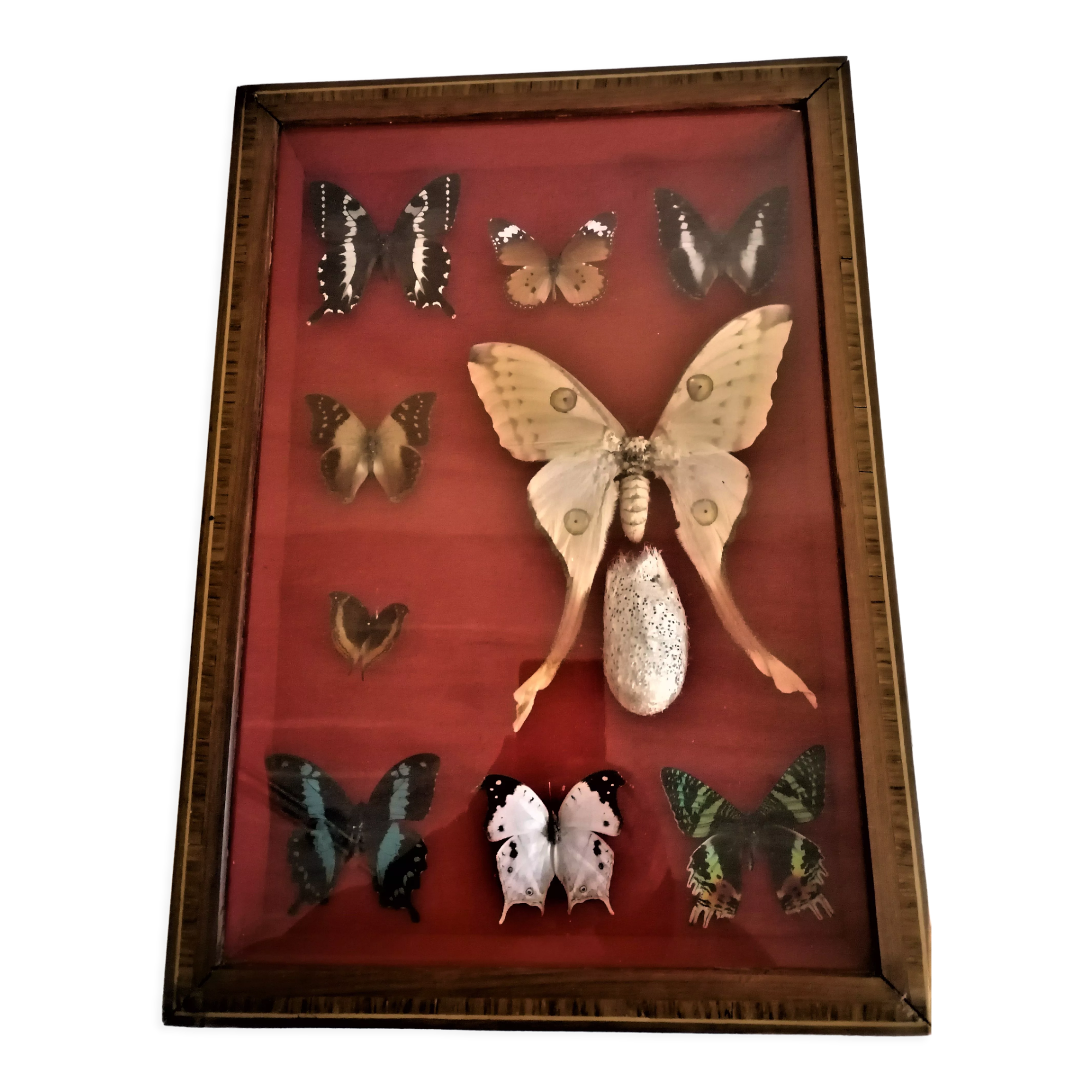 Curiosity, entomology, taxidermy, 9 butterflies