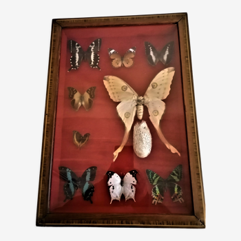 Curiosity, entomology, taxidermy, 9 butterflies