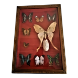 Curiosity, entomology, taxidermy, 9 butterflies