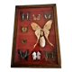 Curiosité, entomologie, taxidermie, 9 papillons