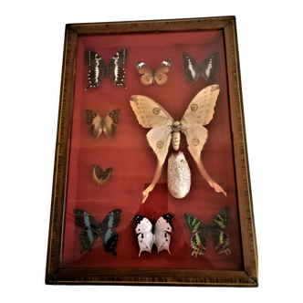 Curiosité, entomologie, taxidermie, 9 papillons