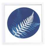 Ferns 2