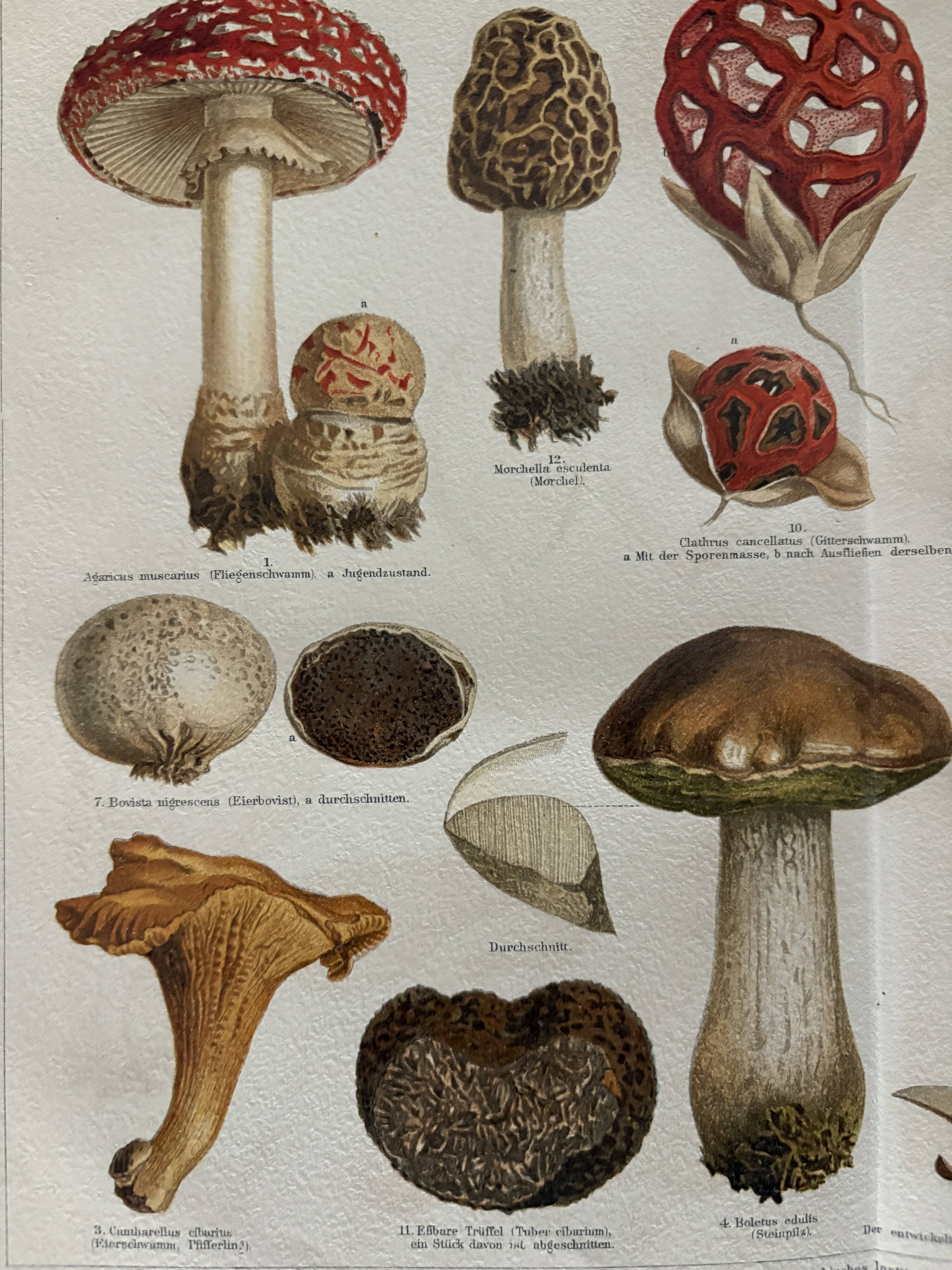 Lithograph engraving of mushrooms – 1890