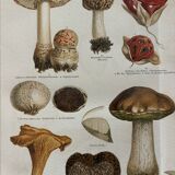 Lithographie gravure sur les champignons – 1890