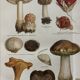 Lithographie gravure sur les champignons – 1890