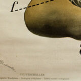 Affiche vintage du début du 20e siècle Pfurtscheller zoologiques mur graphique moules de peintres